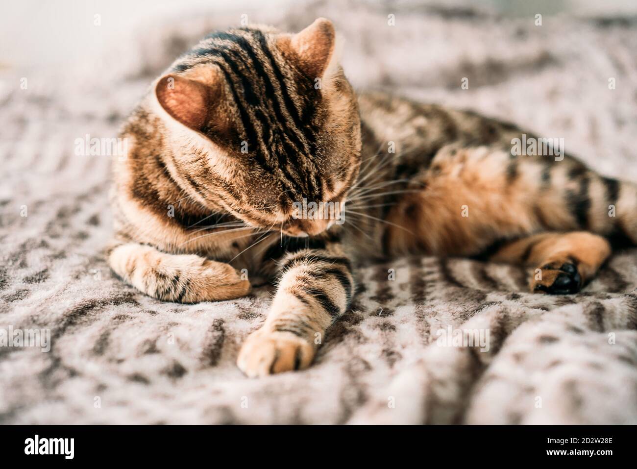Closeup shot of a domesticated Bengal cat playing and lying on the bed ...