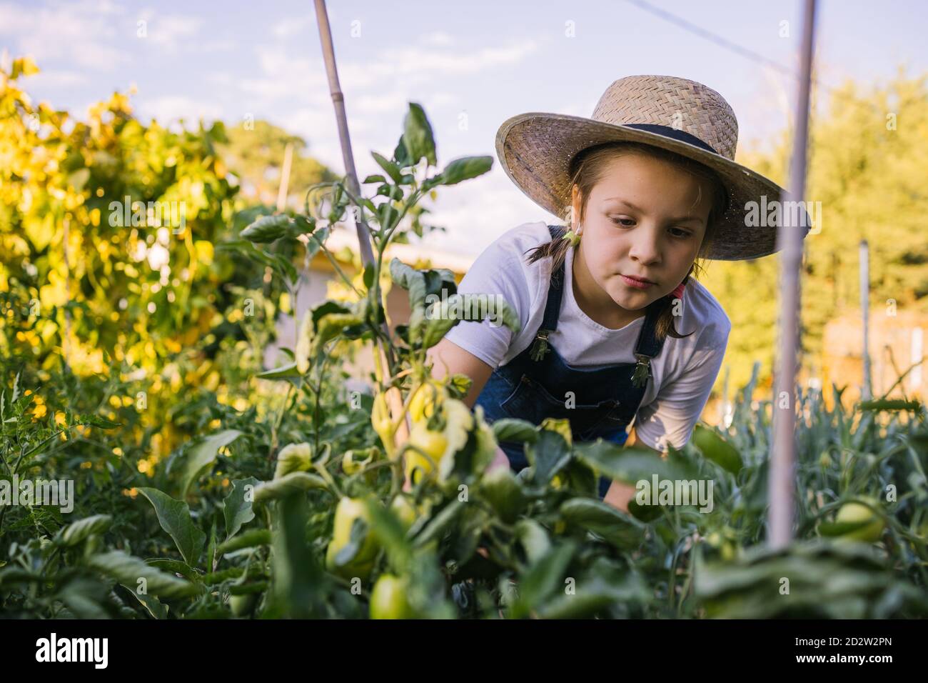 Cute kid in straw hat standing in lush garden and collecting ripe vegetables in basket in summer Stock Photo