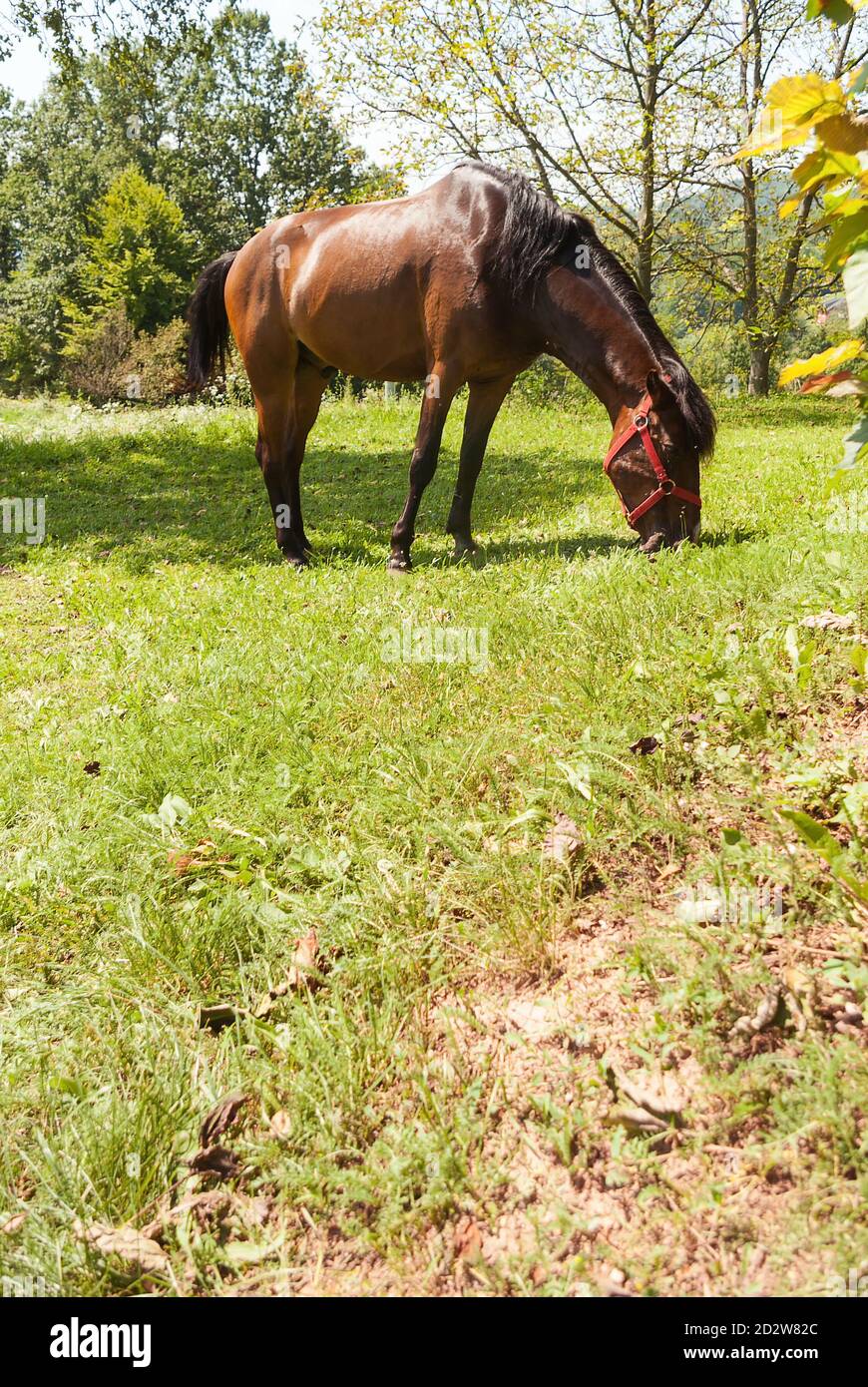beautiful brown domestic horse eating grass alone Stock Photo Alamy