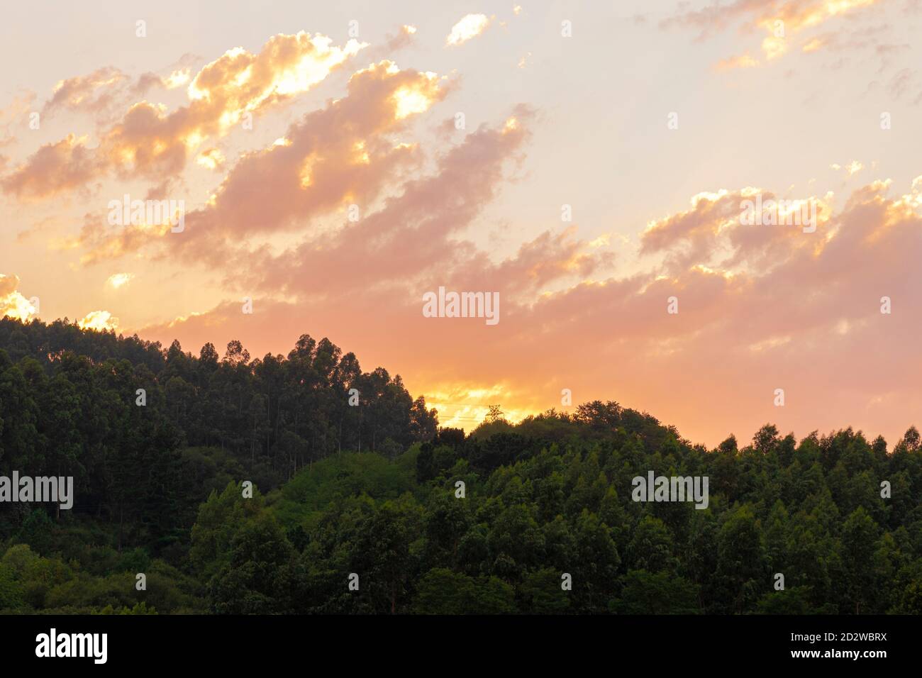 forest at sunset in the mountains Stock Photo - Alamy
