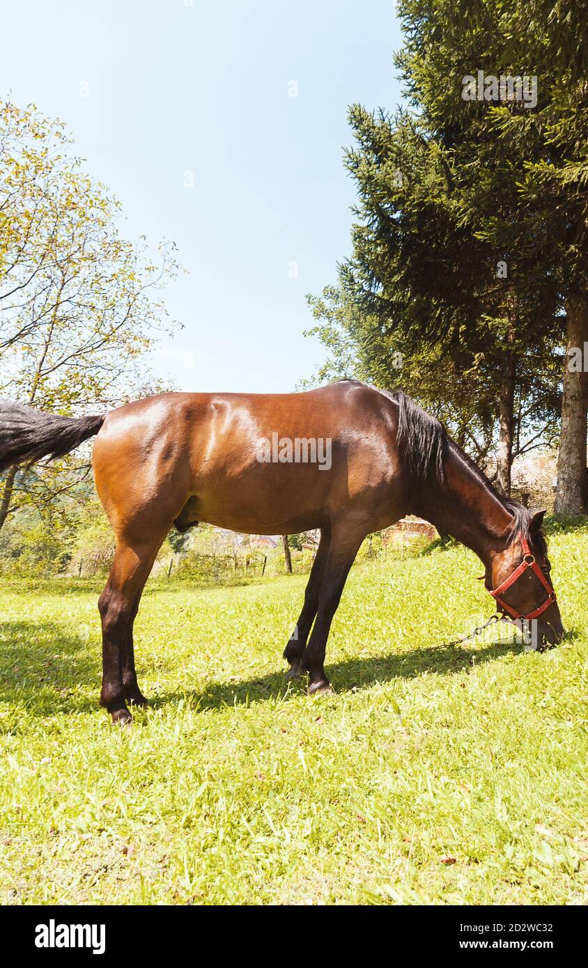 beautiful brown domestic horse eating grass alone Stock Photo Alamy
