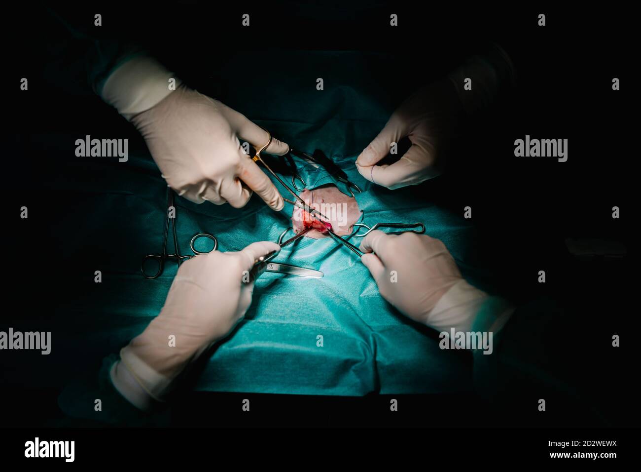 From above of unrecognizable crop vet doctors using surgical instruments and doing operation for pet in dark operating theater in hospital Stock Photo