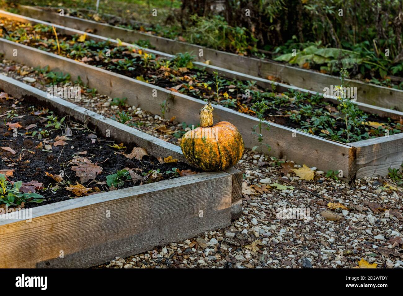 Autumn harvest harvested. Empty garden. One pumpkin. Stock Photo