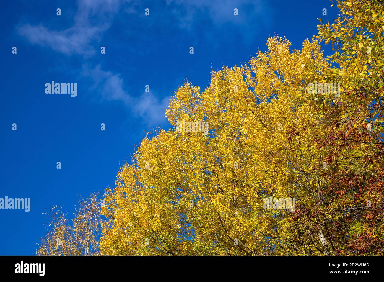 Low angle shot of an autumn tree and the sky Stock Photo - Alamy