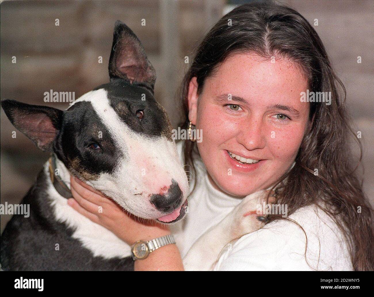 Is English Bull Terrier A Dangerous Dog