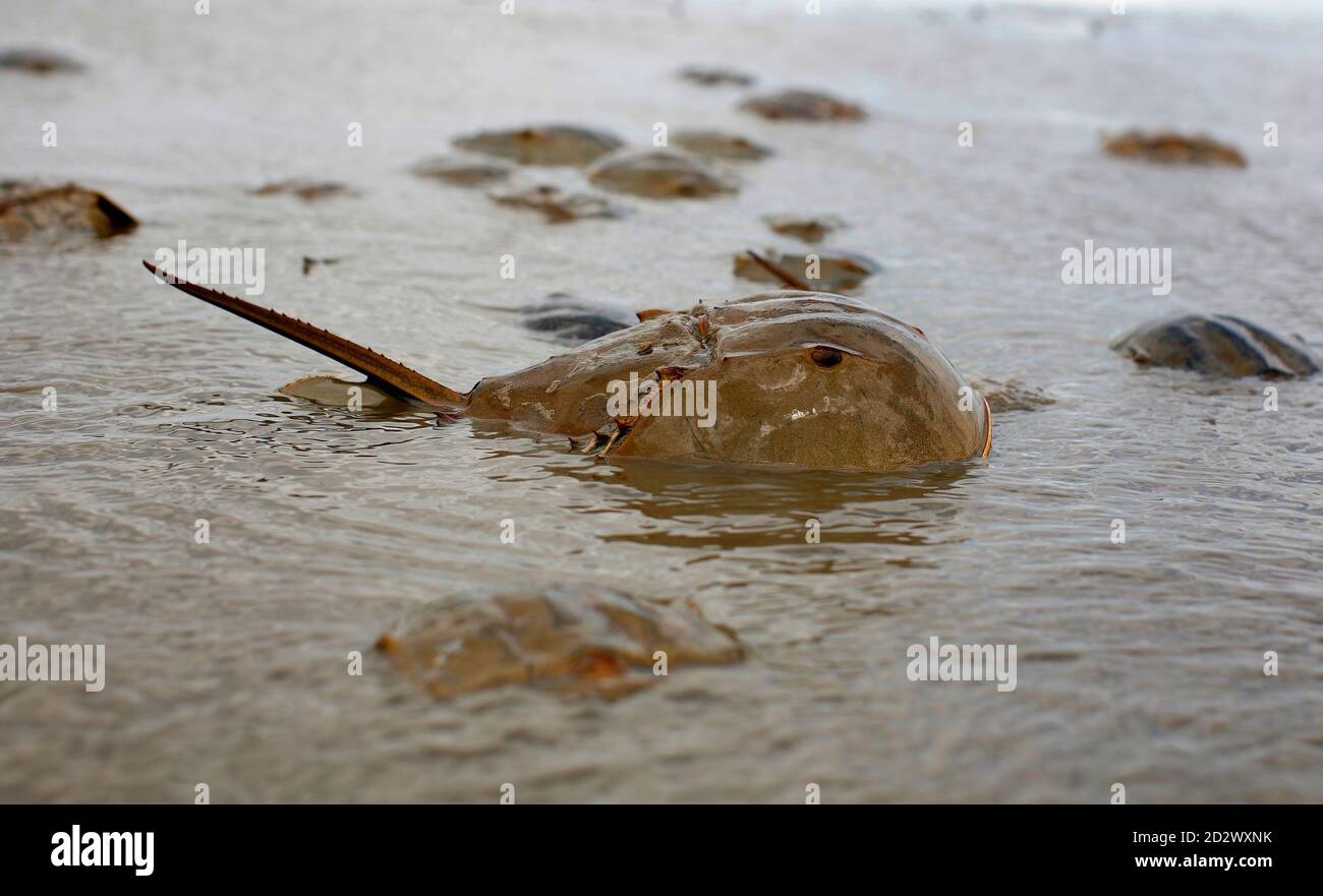 New crab species hires stock photography and images Alamy