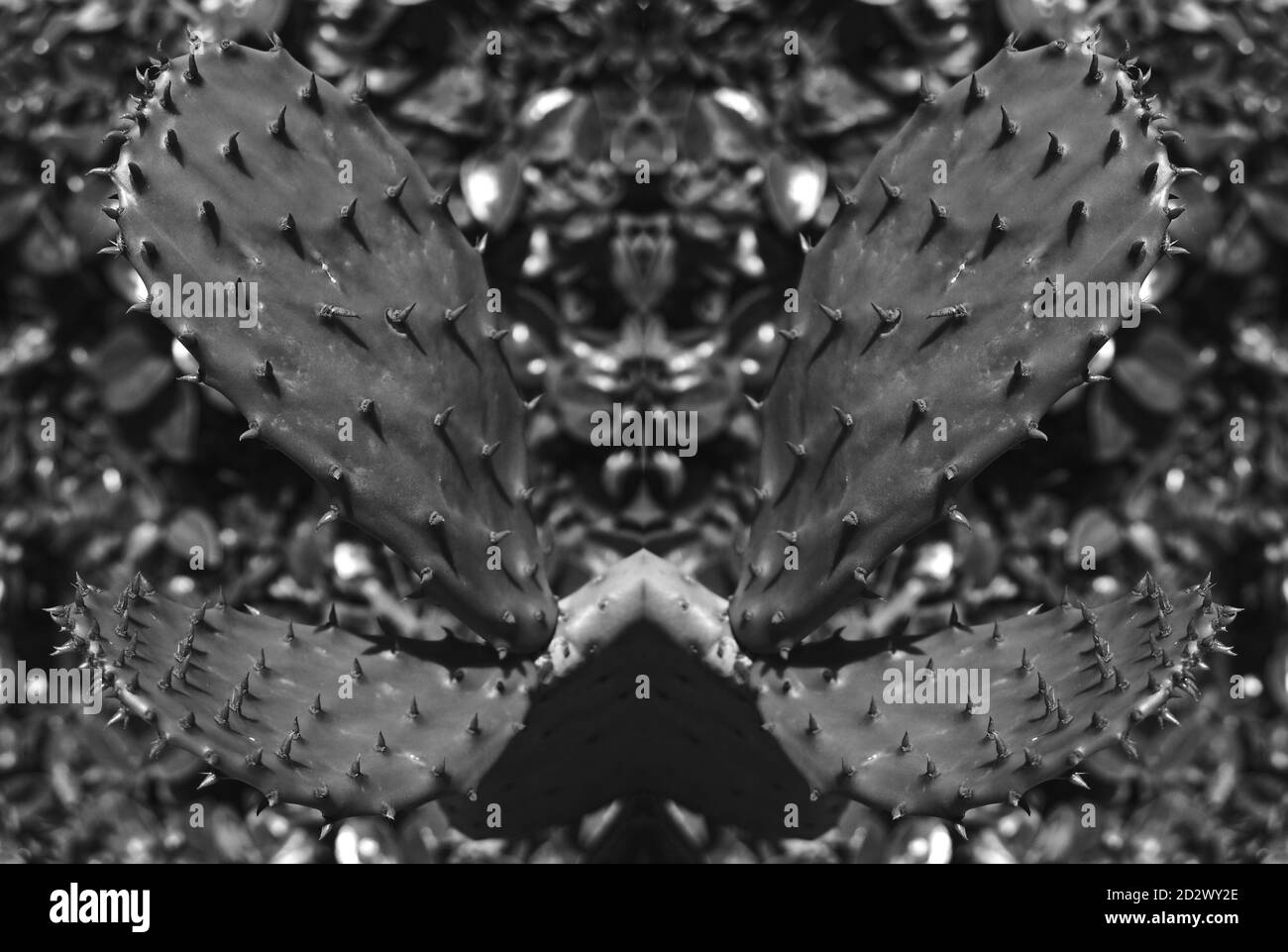Cactus. Concept : Symmetry Stock Photo - Alamy