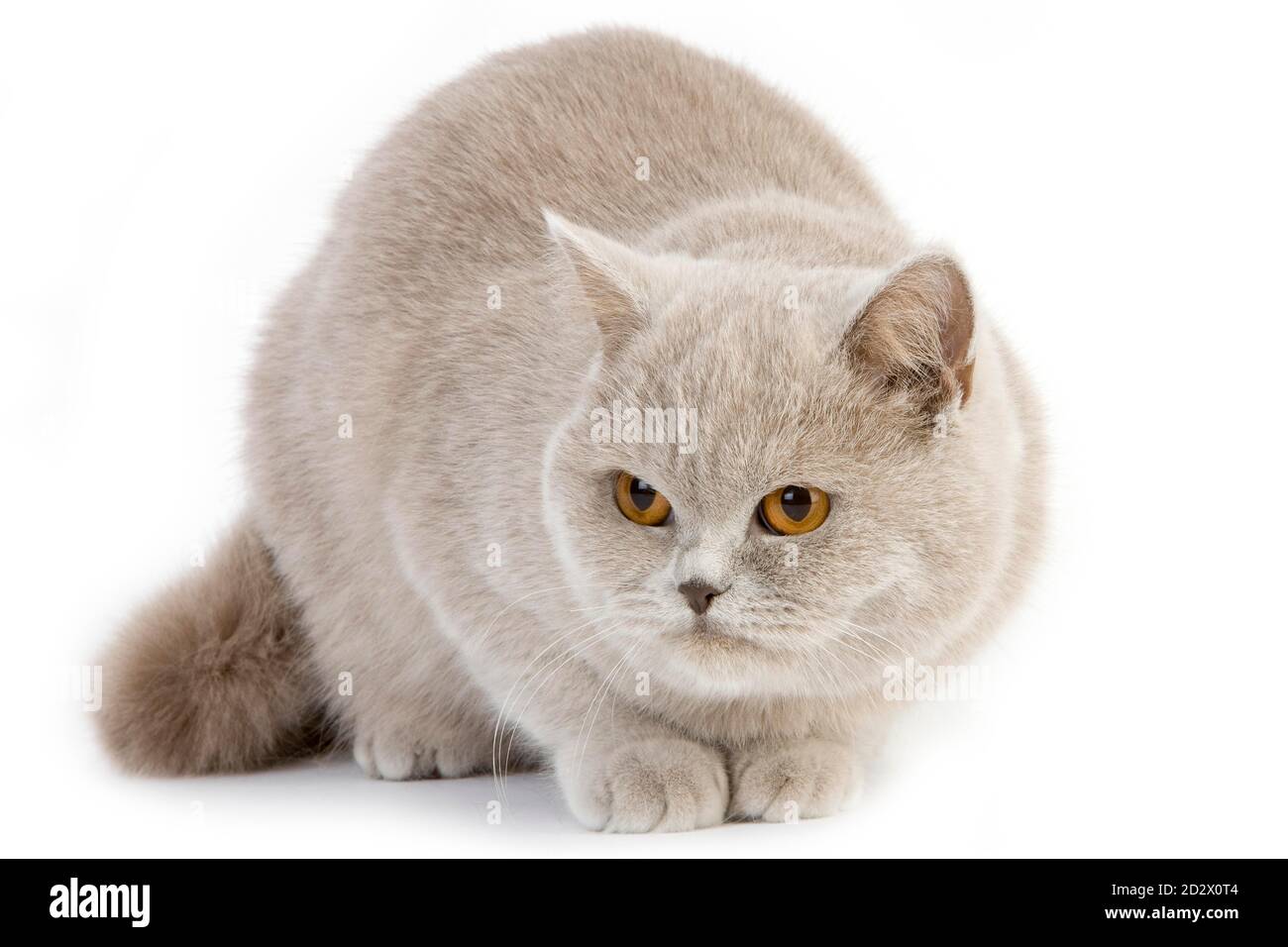 Lilac cream hotsell british shorthair