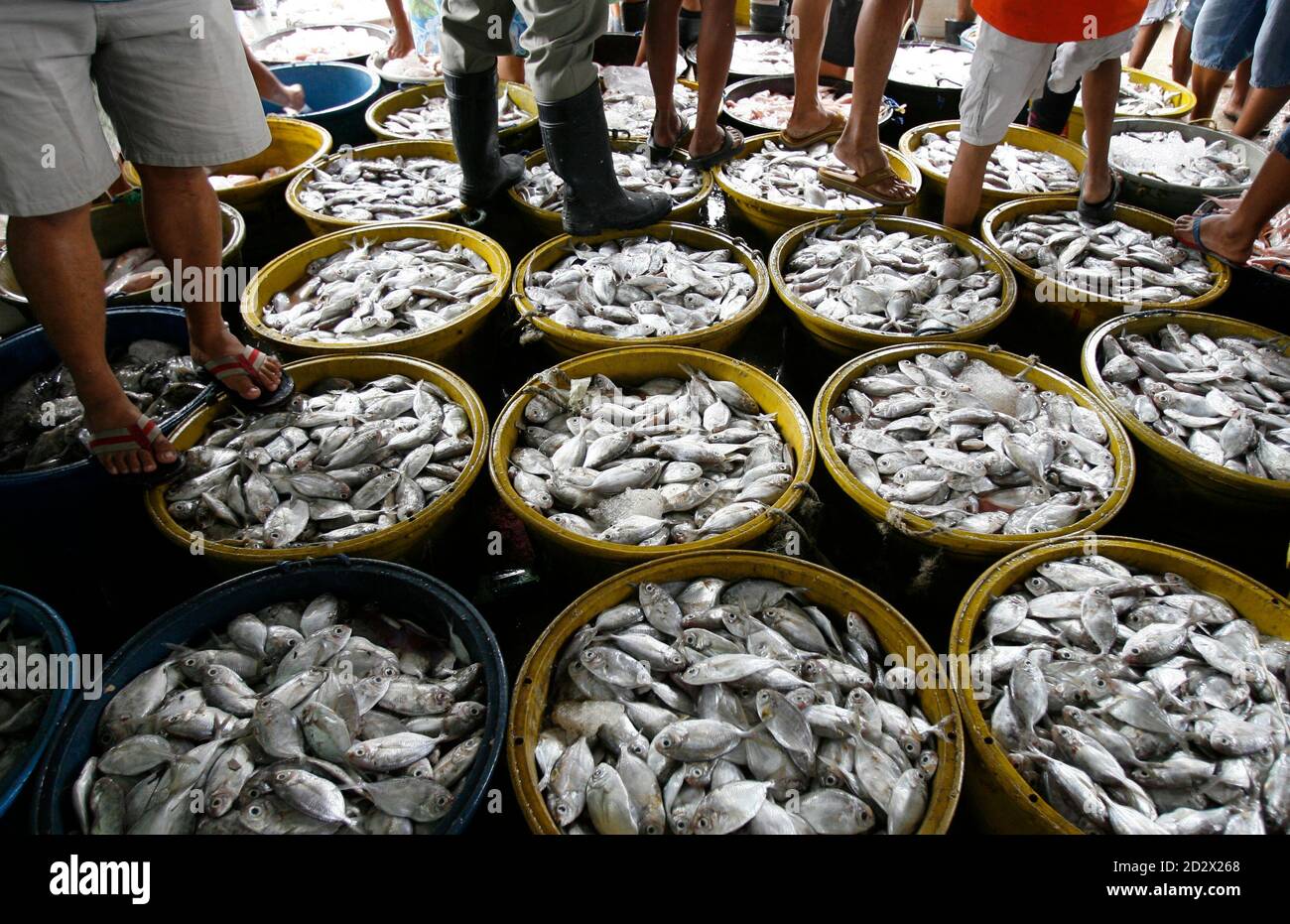 Page 2 Fresh Fish In Philippines Market High Resolution Stock Photography And Images Alamy