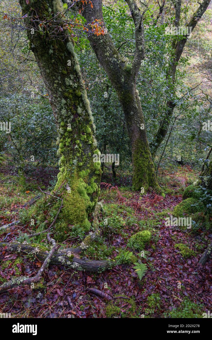 An oak tree with a trunk covered in moss in an Atlantic humid forest in northern Galicia Stock Photo