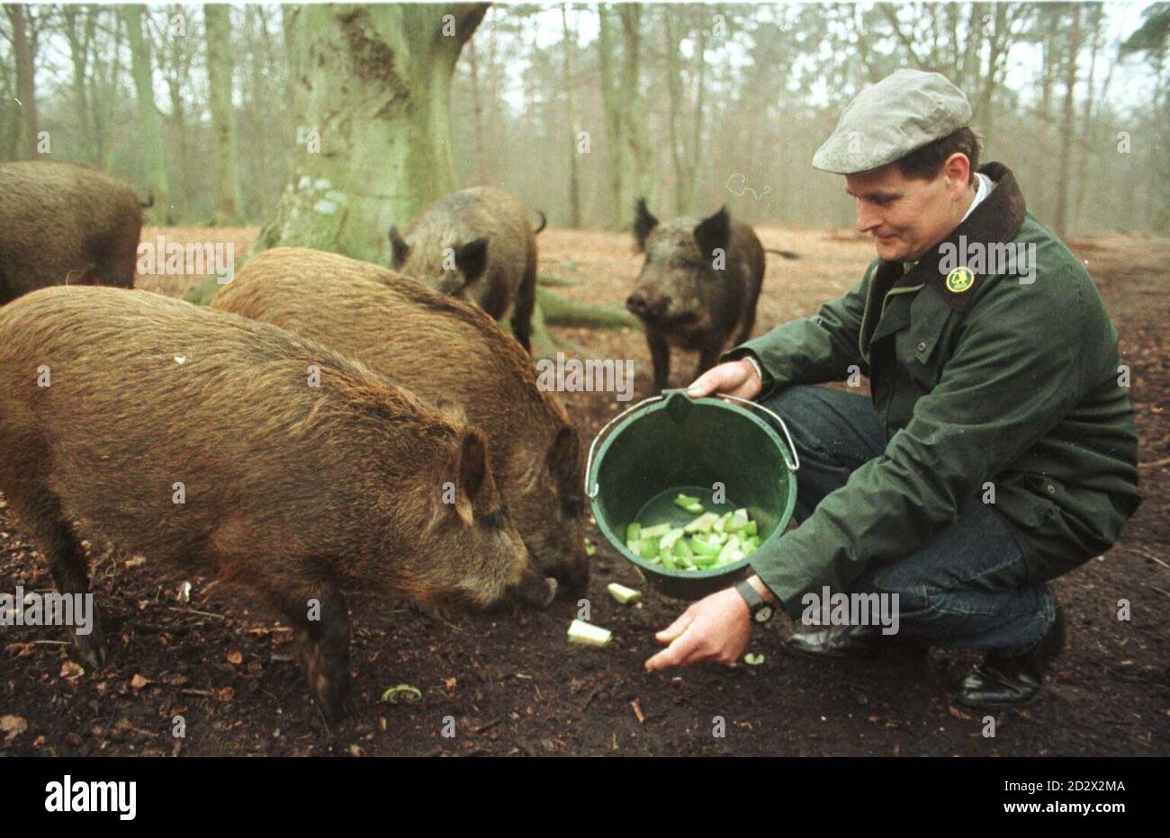Forestry Commission tractor driver Peter Bessant  gamekeeper welcomes a family of wild boar into the Forest at Longdown today (Wednesday). Mr Bessant's great-grandfather Charlie Bessant, shot the last wild boar in 1905, at Worts Gutter, near Brockenhurst, Hampshire, at the end of a campaign to wipe the animals out.  *21/01/04: Farmers are being warned about a resurgence in the number of wild boar roaming woodlands in certain parts of England, it emerged. The alarm was raised after farming leaders in the West Midlands blamed the tusked animal for savaging livestock, damaging crops and impregnat Stock Photo