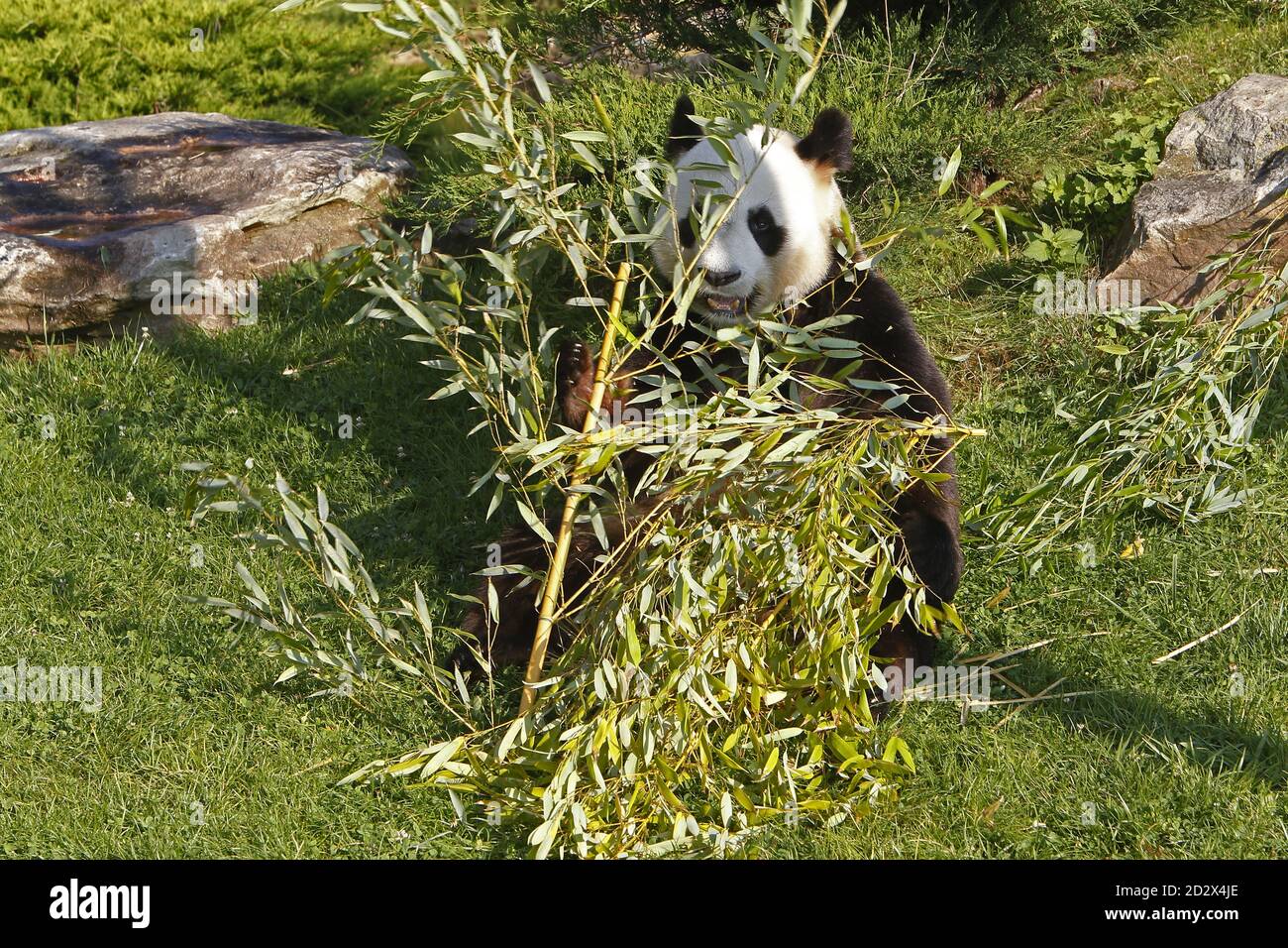 Giant Panda, ailuropoda melanoleuca, Adult eating Bamboo Leaves Stock Photo