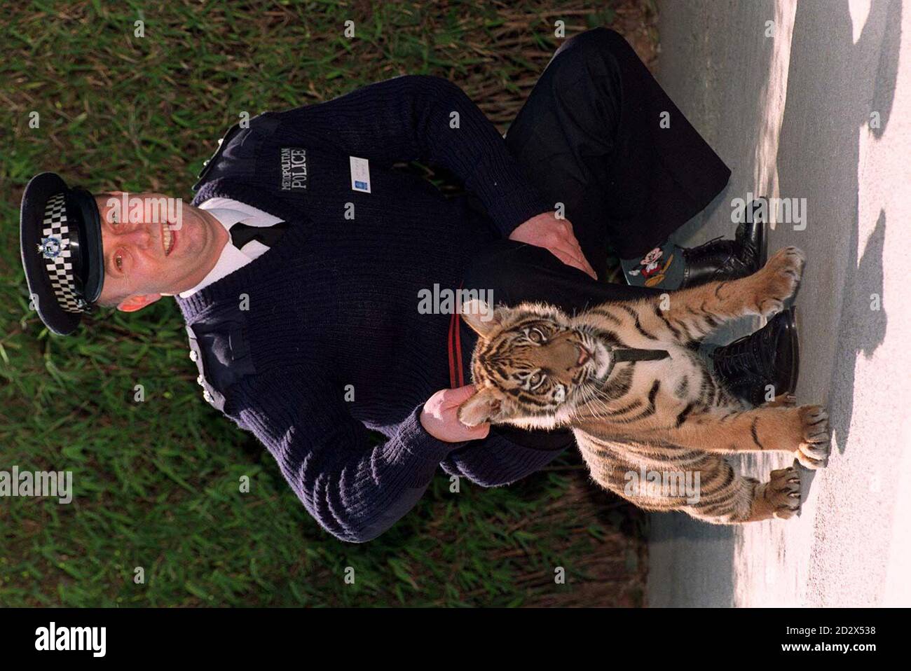 White Bengal tiger cubs unveiled at White Zoo in Austria, The Independent