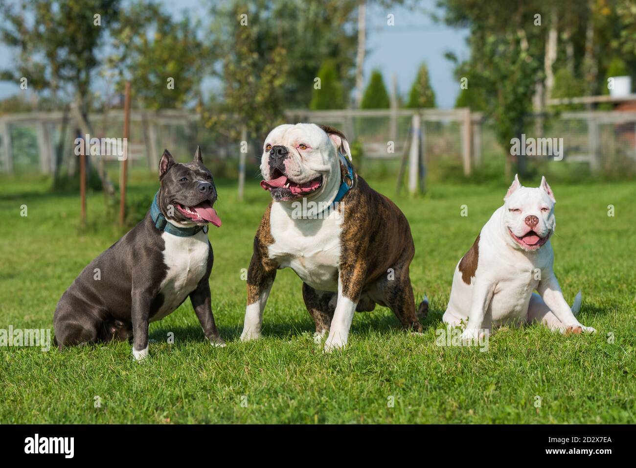 dogs American Bully puppy, American Terrier and American Bulldog Stock Photo - Alamy
