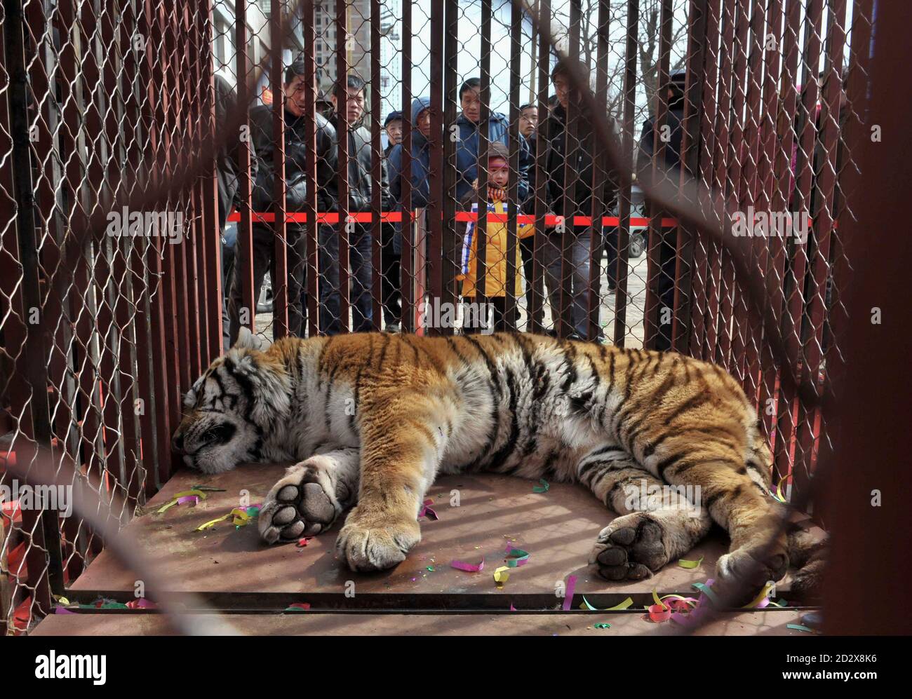 a-northeast-tiger-lies-in-a-cage-during-an-opening-ceremony-of-a-real-estate-project-in-shenyang-liaoning-province-march-13-2010-the-real-estate-company-presented-the-tiger-during-the-ceremony-to-raise-money-to-feed-tigers-after-at-least-11-tigers-died-of-hunger-and-malnutrition-in-a-chinese-zoo-this-year-local-media-reported-on-thursday-2010-is-the-year-of-the-tiger-according-to-the-lunar-calendar-reuterssheng-li-china-tags-animals-society-business-2D2X8K6.jpg