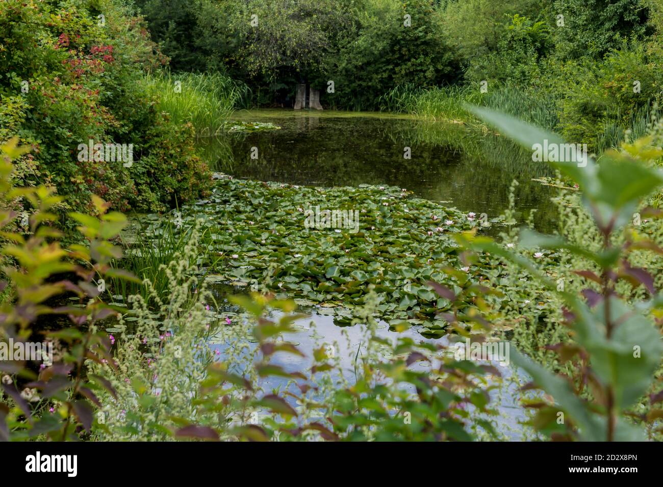 View of a decorative pond overgrown with water lilies and lotus