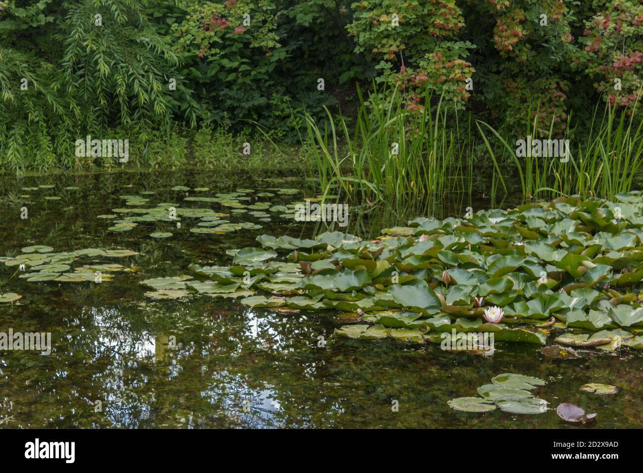 Lotus and water lilies growing in a decorative pond. Botanical Garden