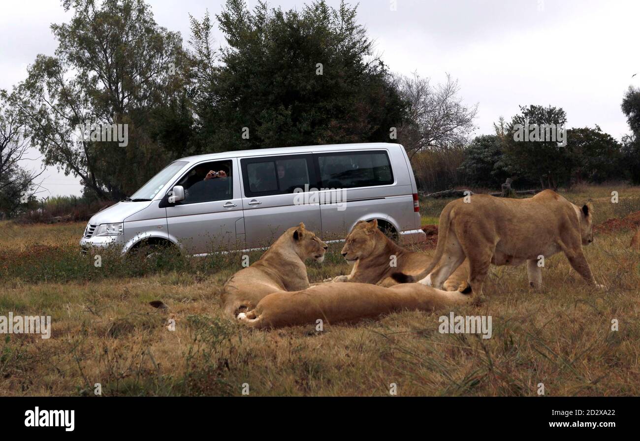 Lions Park Johannesburg High Resolution Stock Photography And Images 