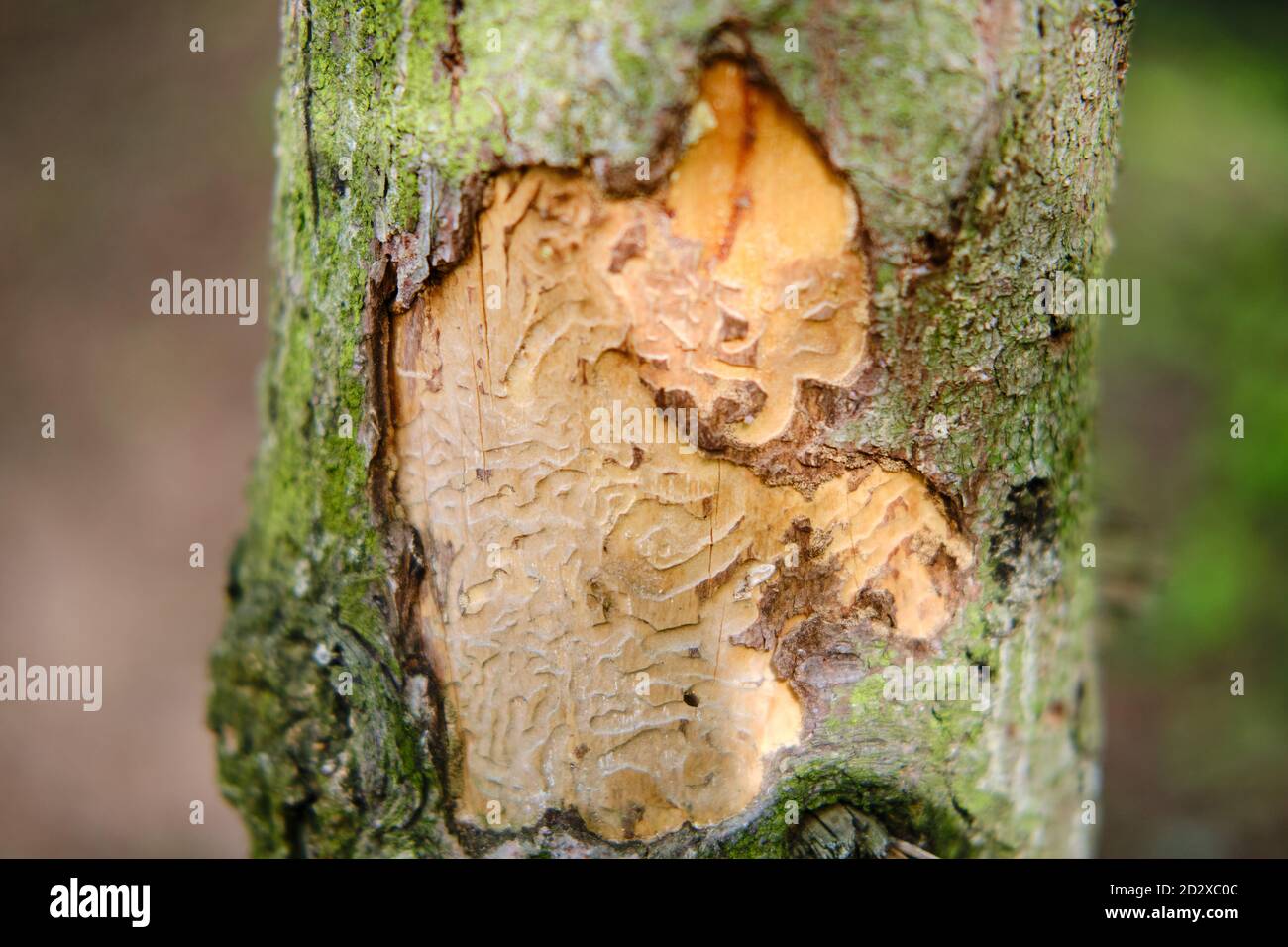 The bark of a tree eaten by a beetle against the background of a green