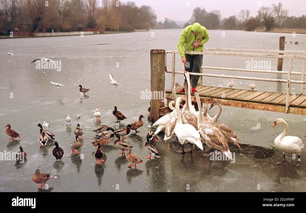 Swans clamour for food on the frozen River Thames at Marlow, Bucks, this morning (Friday).  Hundreds of swans suffering from hypothermia are having to be rescued as lakes and rivers freeze over in sub-zero temperatures and scores of birds have been plucked from the River Thames across Oxfordshire and Berkshire. See PA story WEATHER Cold Swans. Photo by Tim Ockenden/PA Stock Photo