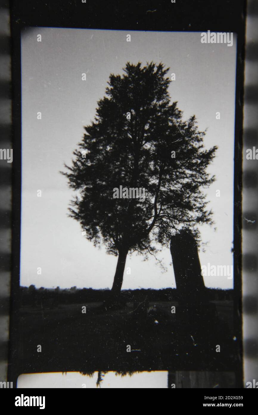 Fine 1970s vintage black and white photography of tree growing in the ...