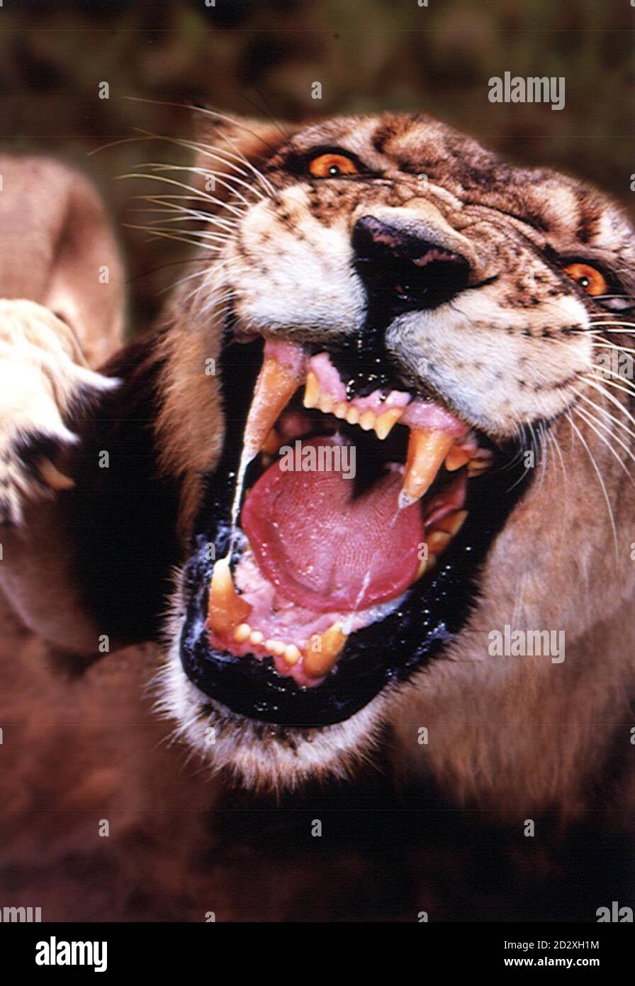 ** EMBARGOED UNTIL 22:30 JANUARY 30 1997** London photographer Steve Bloom has won the first ever  Power of Photography Award 1997 for this photo of a lioness at the Kapama Game Reserve in South Africa.  'I was on the outside of the reserve fence with my lens held right up close to it', explains Steve. The lioness clearly resented my presensce and charged towards me - I found traces of saliva on the lens afterwards.  Bloom grew up in Cape Town but has spent much of his working life in England producing special effects images for advertising agencies. He receives his award, which is run by Amat Stock Photo