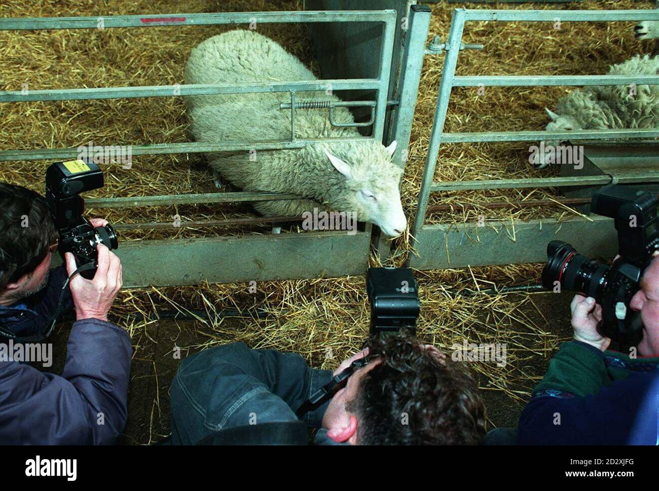 Sevenmonthold Dolly, the cloned sheep, is surrounded by the media at the Roslin