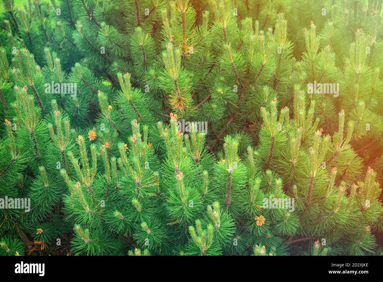 Texture of needles on a branch of a summer Christmas tree, background close-up Stock Photo