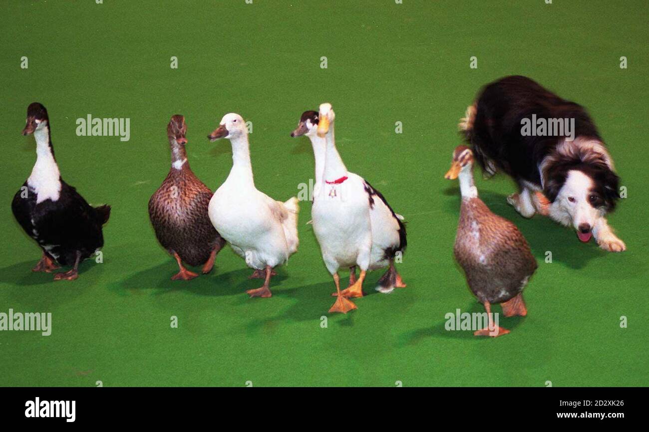 A Welsh collie herds duck in the special event ring at Crufts in the National Exibitiion Centre Today (Thursday). PA Photos Stock Photo