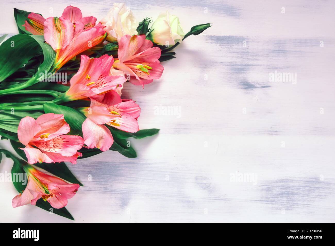 Bouquet of pink inca lilies on a white wooden background Stock Photo
