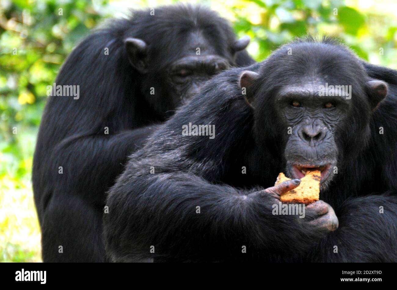 The oldest alpha male chimpanzee in Uganda known as Zakayo eats a piece of cake on his 44th birthday at Uganda Wildlife Education Centre (UWEC) in Entebbe town, 42km (25 miles) south of capital Kampala, August 15, 2008. REUTERS/James Akena (UGANDA) Stock Photo