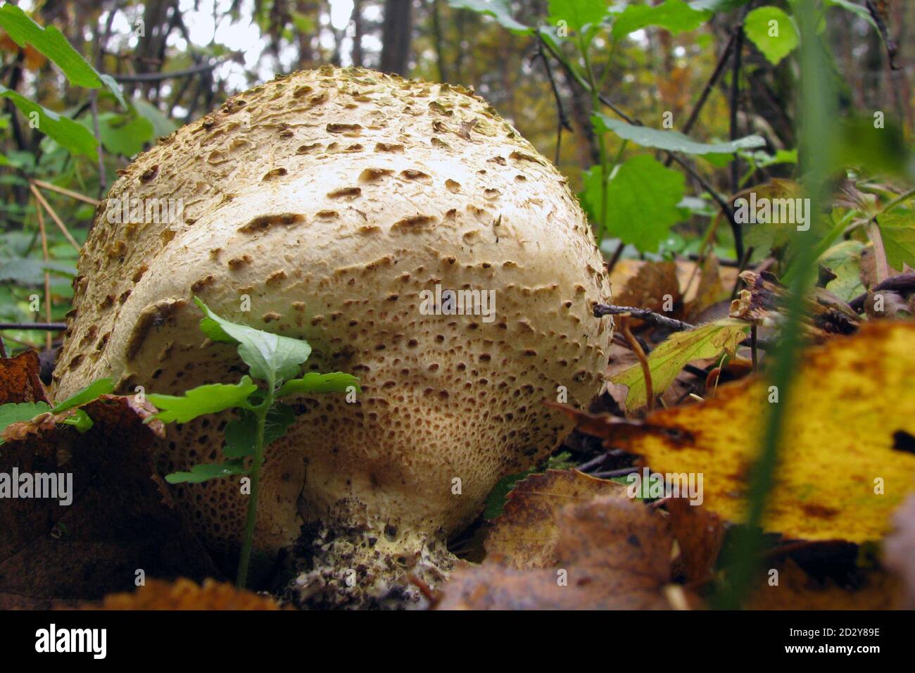 Mushroom family Handkea utriformis, Lycoperdon utriforme, Lycoperdon coelatum, Calvatia utriformis. Big mushroom exploding spores. Stock Photo