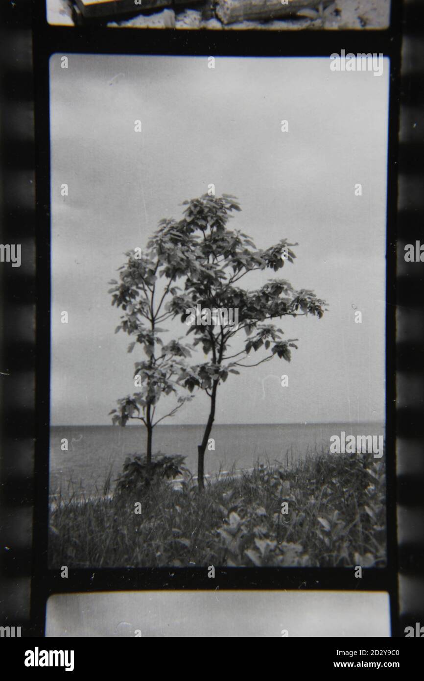 Fine 1970s vintage black and white photography of tree growing in the ...