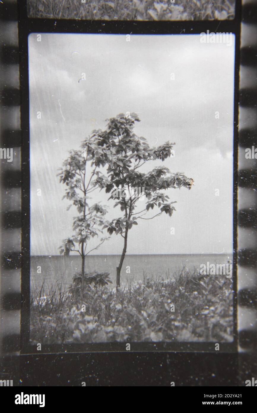 Fine 1970s vintage black and white photography of tree growing in the ...