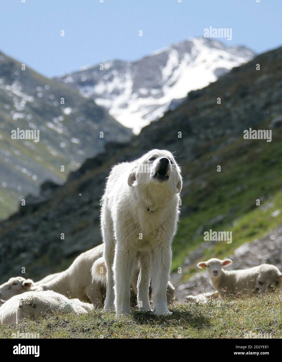 Maremmano Abruzzese High Resolution Stock Photography and Images - Alamy