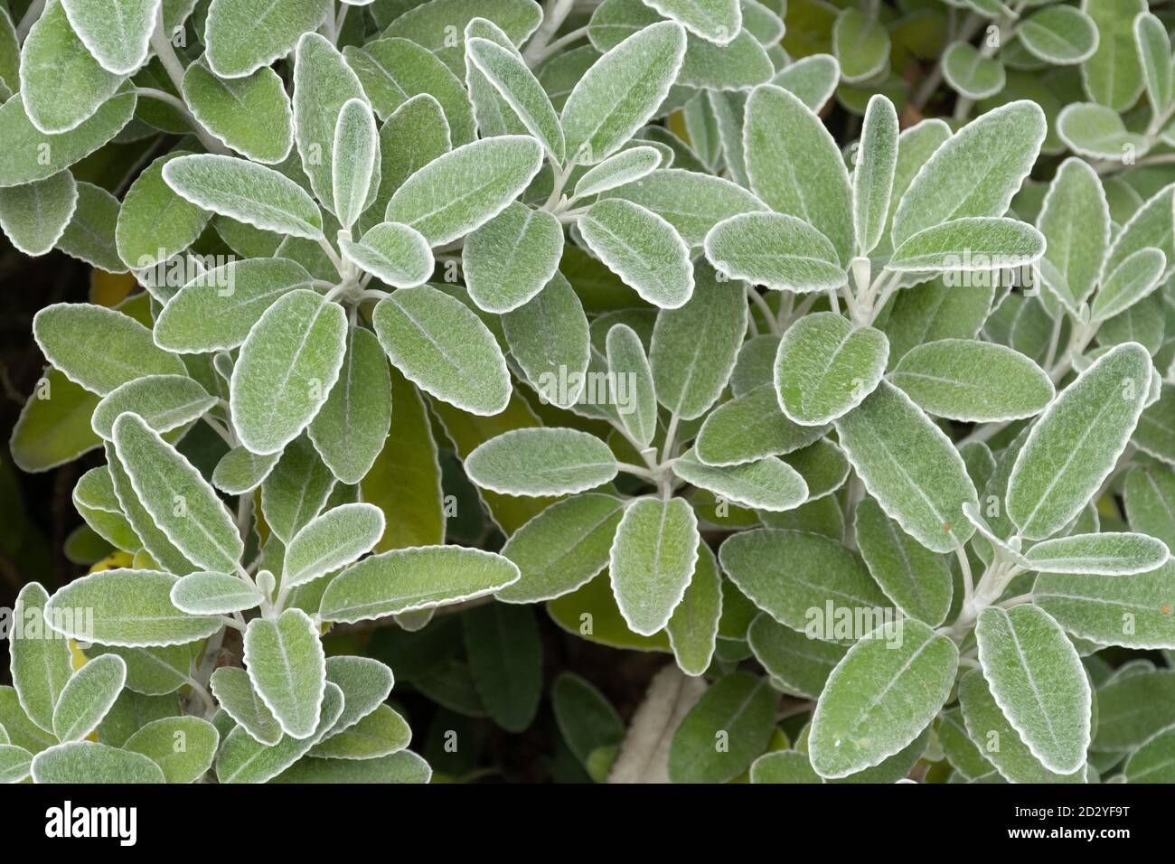Brachyglottis greyi, also called Senecio greyi, with the common name daisy bush. A shrub with grey down-covered foliage in October or autumn. Stock Photo