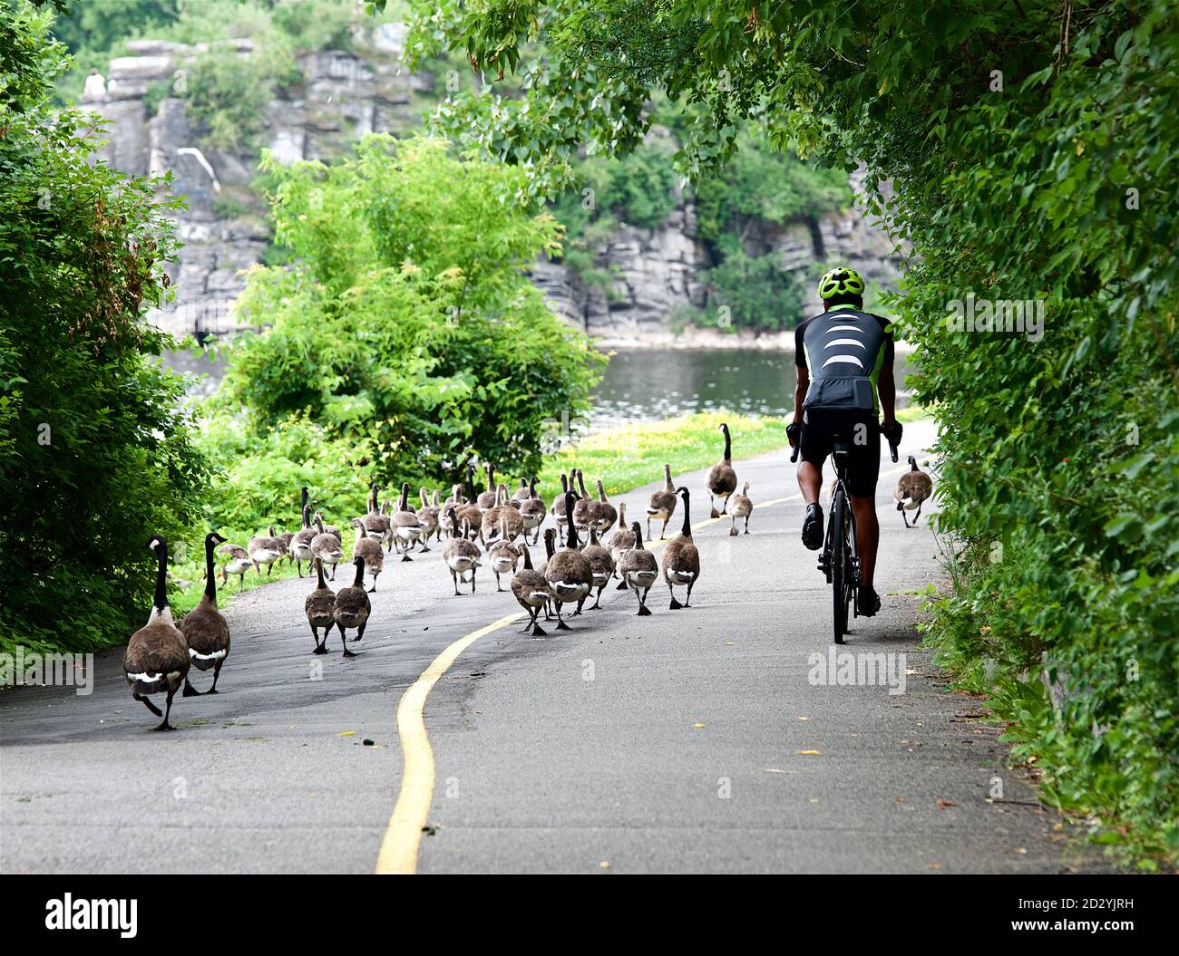 Ottawa, Canada - 13 jul,2016: bicyclist passing group of ducks crossing road in the park in the city. Wild birds walking in the park in Ottawa, Canada Stock Photo