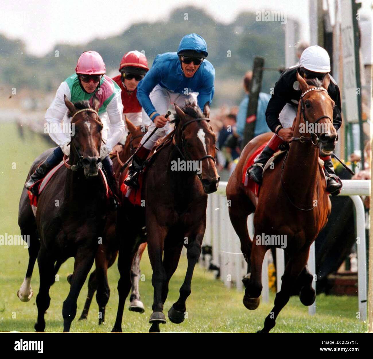 Frankie Dettori riding Faithful Son rises from the saddle as he thinks he's won the Juddmonte International Stakes at York, only to be piped at the post by a determined Pat Eddery riding One So Wonderful  (right) today (Tuesday). Photo by Charles Knight. Stock Photo