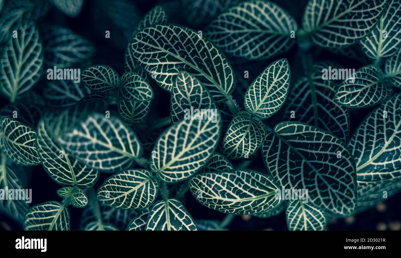 Fittonia albivenis Background White stripes leaf background blue background Stock Photo