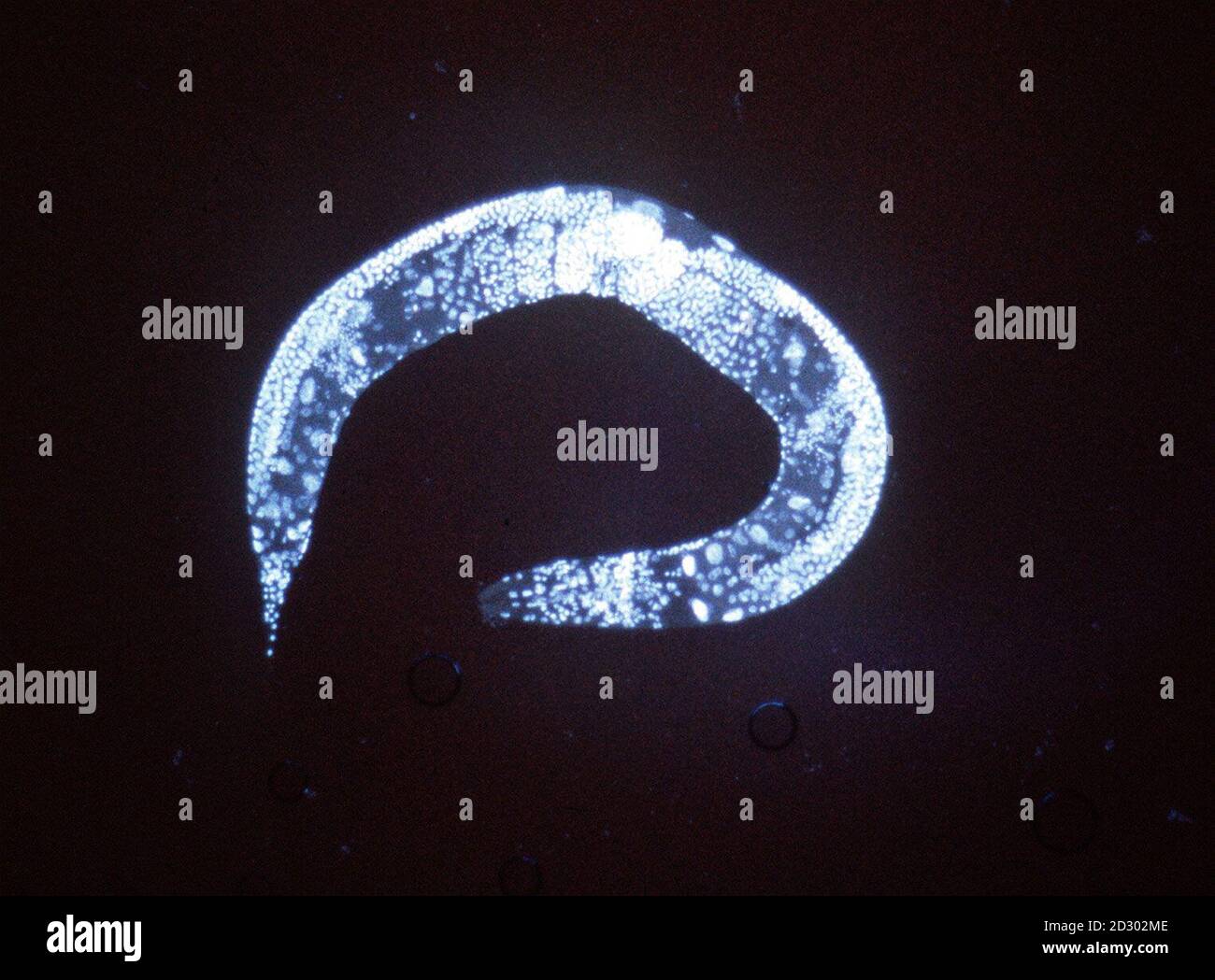 Embargoed to 2100, Thursday, December 10: A microscopic view of  Caenorhabditis elegans, a humble nematode worm less than one millimetre long, which   has aided scientists in unravelling the mystery of life.  Spelling out all the genetic instructions that determine how the worm is made,  is an enormous achievement. It took British and American scientists 15 years and cost more than  30 million.   The creature has a 'genome', or genetic codebook, containing 97 million chemical 'letters'.   Some of these are arranged in sequences to form an estimated 20,000 genes, the instructions for making dif Stock Photo