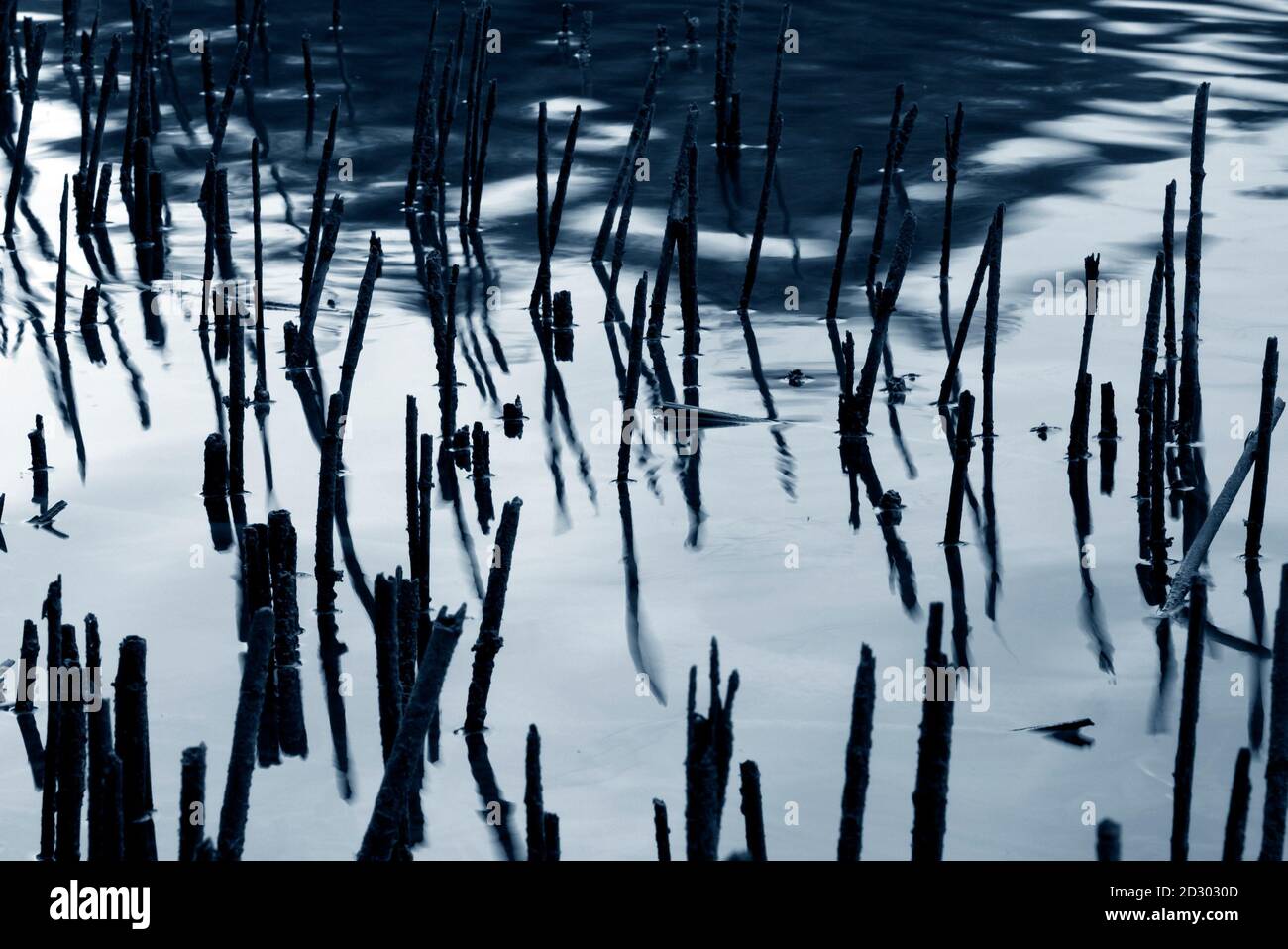 Dry reed stems on a lake shore Stock Photo - Alamy