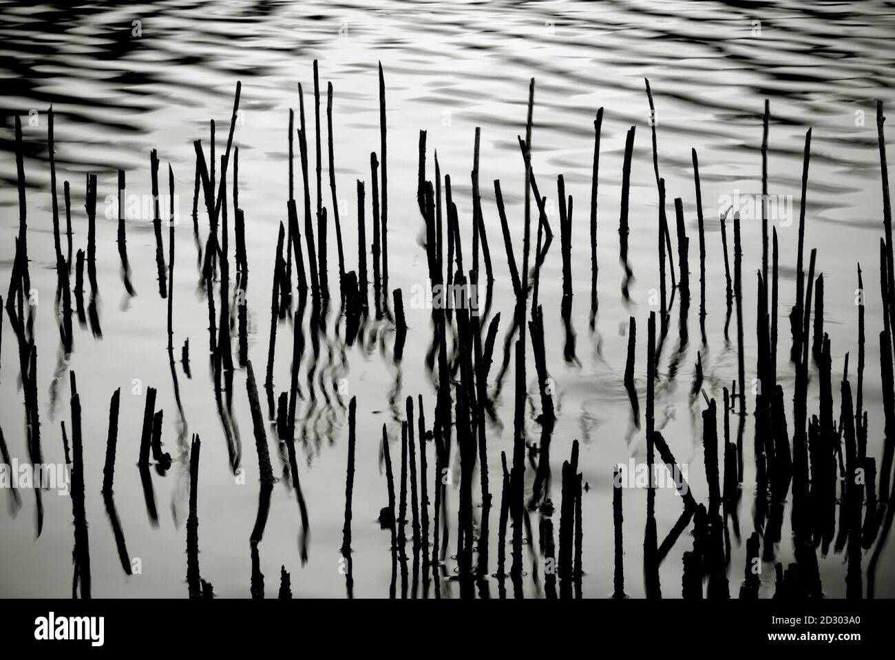 Dry reed stems on a lake shore Stock Photo - Alamy