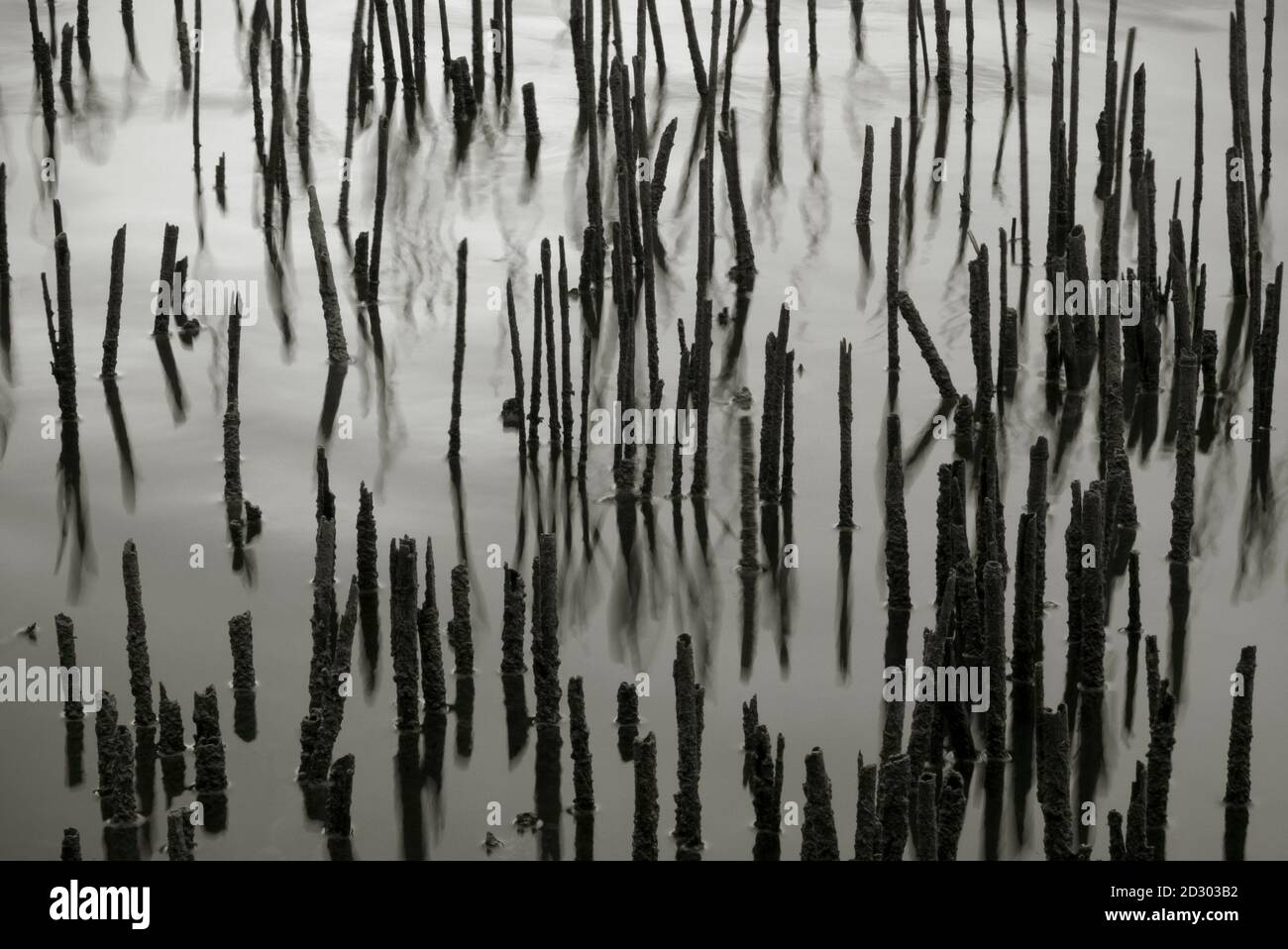 Dry reed stems on a lake shore Stock Photo - Alamy