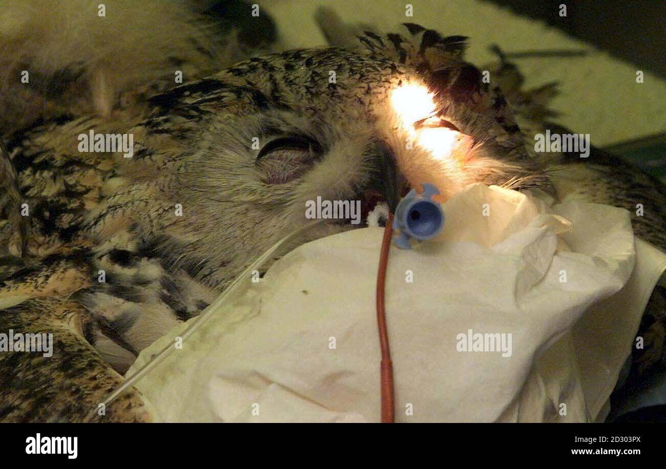 Boris the Siberian Eagle owl, one of only two in captivity in the UK