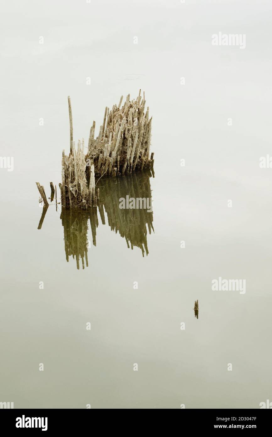 Dry reed stems on a lake shore Stock Photo - Alamy