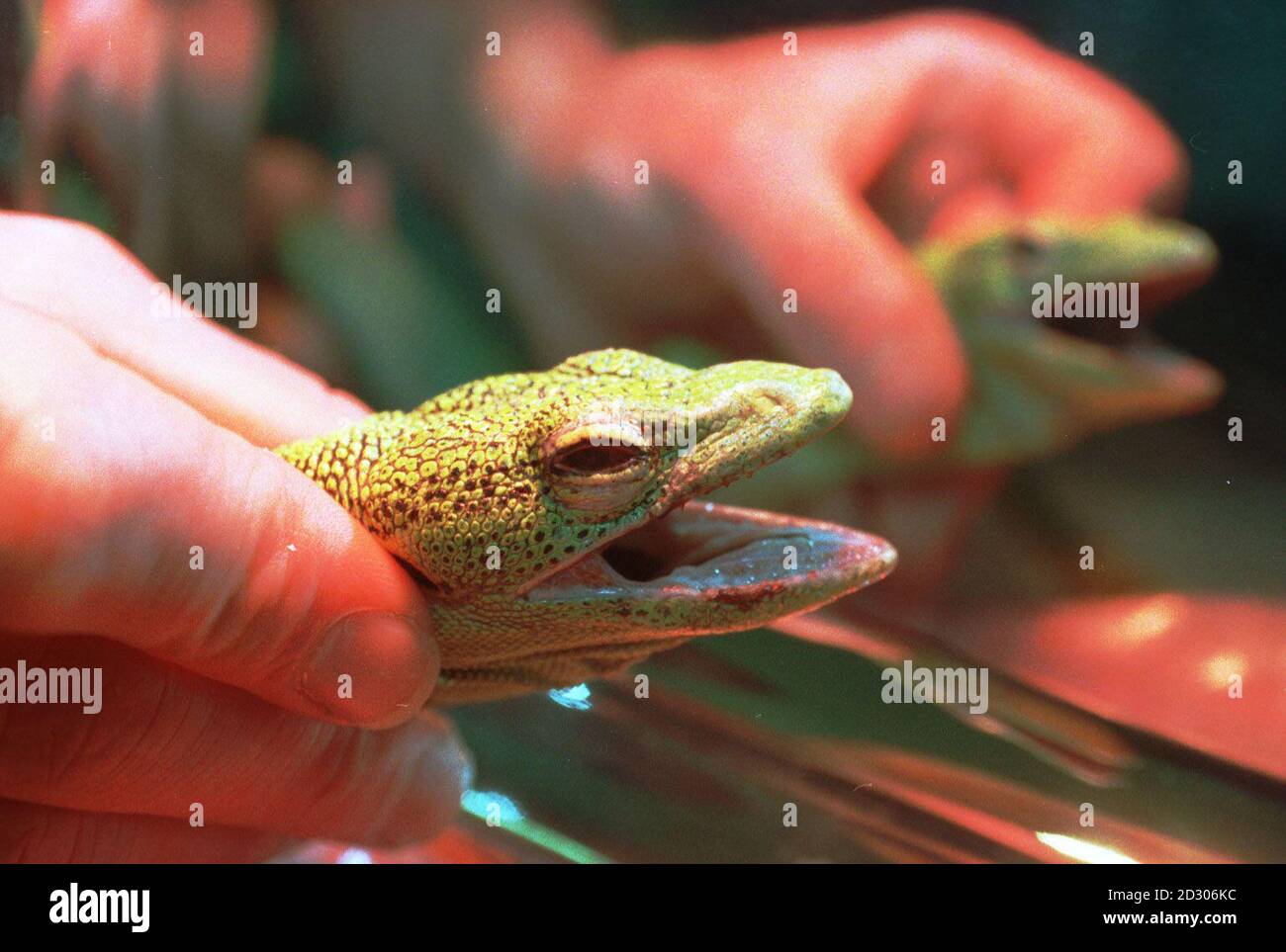A rare Green Tree Monitor Lizard, nicknamed Romeo, by vets at the