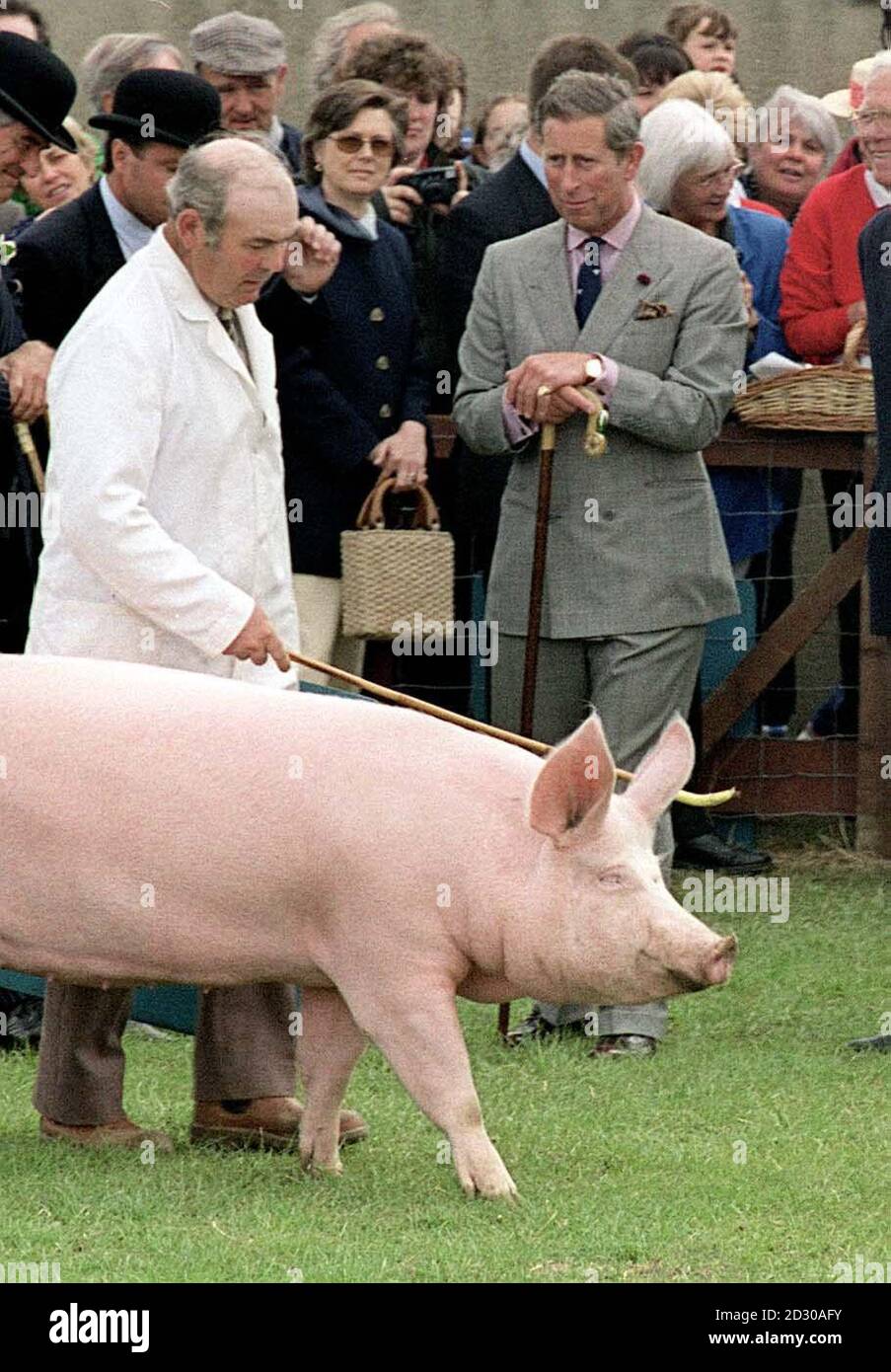 The Prince of Wales watches a pig being led away, during his visit to the Great Yorkshire Show in Harrogate. Stock Photo