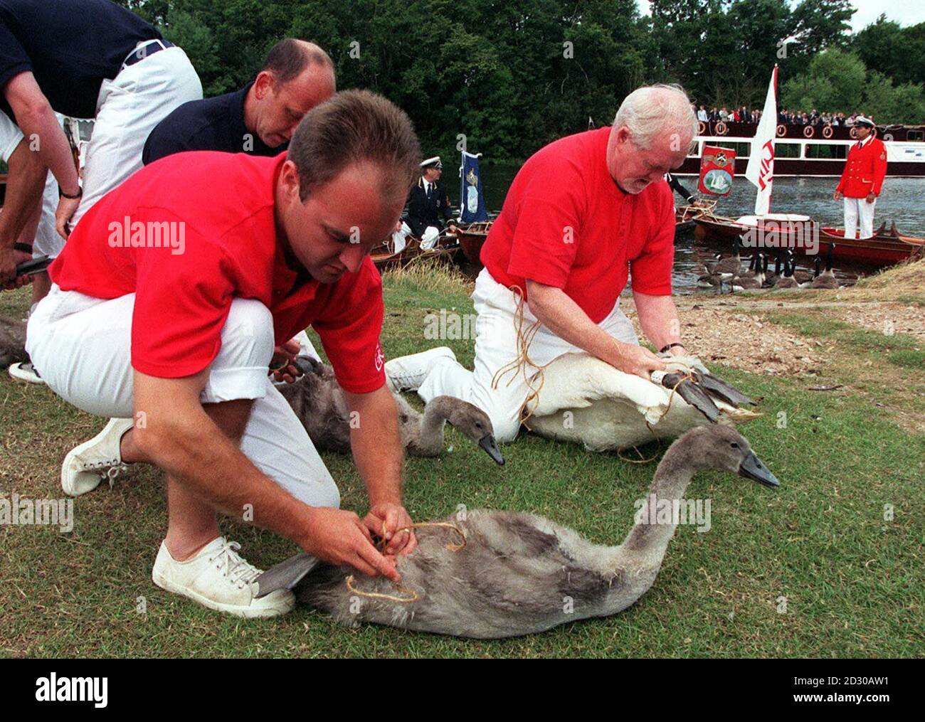 Swan Upping - the annual count of the Queen's swans taking place on the banks of the River Thames, Marlow, Barks. The swans and cygnets were released back into the river after being counted and tagged.  Stock Photo
