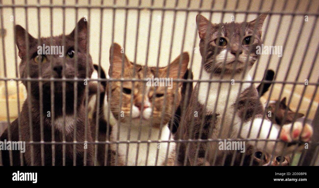 Should I Buy a Breeding Retiree Cat? Expert Tips Revealed