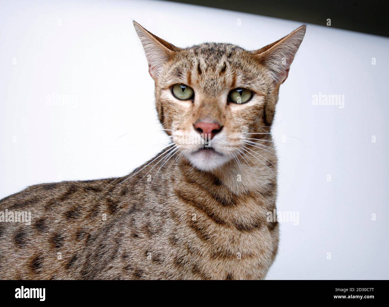 tæmme auktion fætter A 25-pound (11 kg) Ashera is photographed in Oceanside, California December  4, 2007. The Ashera is a mix between an African Serval, an Asian Leopard  and a domestic cat that can weigh